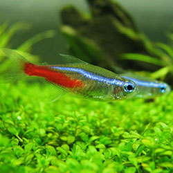 Did You Added These Tetra Fishes To Your Aquarium?